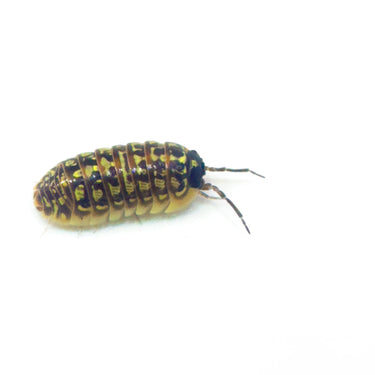 Armadillidium Versicolor Ceska